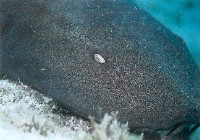 Ginglymostoma cirratum