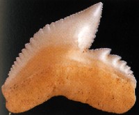 Dent d'un requin tigre  ( Galeocerdo cuvieri )