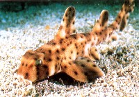 Heterodontus francisci