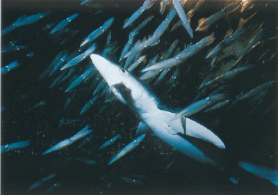 Prionace glauca